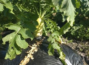 フードバンク農園の様子②