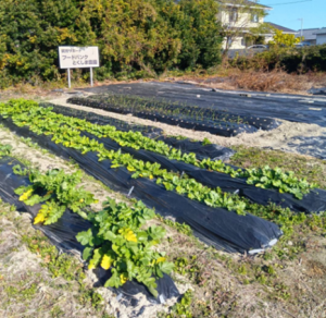 フードバンク農園の様子①
