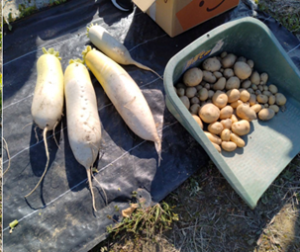 フードバンク農園で収穫したジャガイモと大根