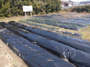 フードバンクとくしま農園の様子②