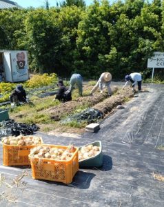 フードバンク農園収穫の様子